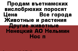 Продам въетнамских вислобрюхих поросят › Цена ­ 2 500 - Все города Животные и растения » Другие животные   . Ненецкий АО,Нельмин Нос п.